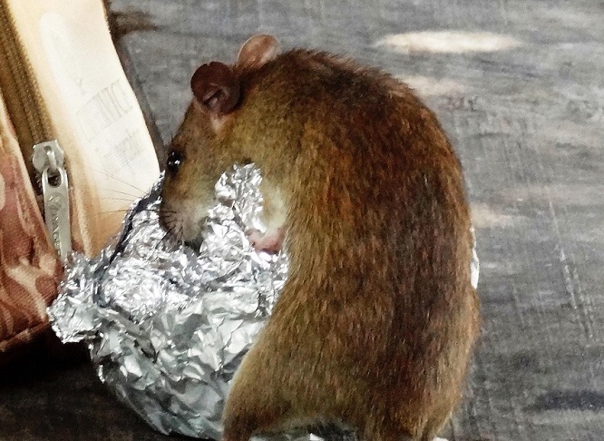 Rats and cockroaches ‘common’ in crumbling NHS buildings