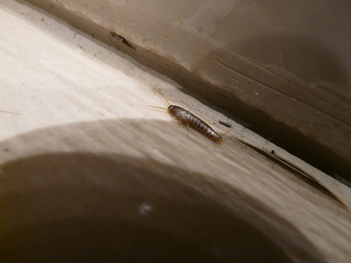 Pest controllers face ‘an uphill challenge’ to tackle infestations in hospitals